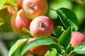 Winesap Apple Tree (2-3ft) - Bare Root Starter Plant, 5-8 Zone, Pollination Required