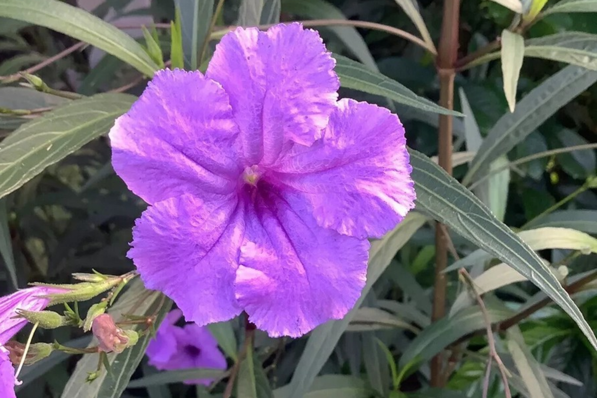 Mexican Petunia Ruellia Tuberosa - 2 Live Bare Root Starter Plants, Purple Flowers