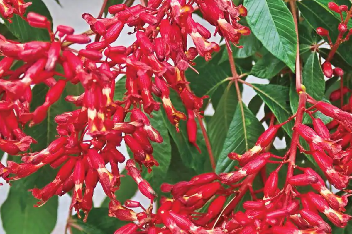 Buckeye Red Tree Bare-Root Dual 2-Pack | Aesculus pavia | Red Spring Blooms