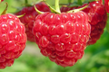 Nantahala Red Raspberry Plants (3 Bare Root) - Cold-Hardy, Heavy Yield - Zones 4-9