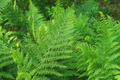 Lady Fern (Athyrium filix-femina) Bare Root Plants — 10 Starter Plants, Shade-Loving, Cold-Hardy