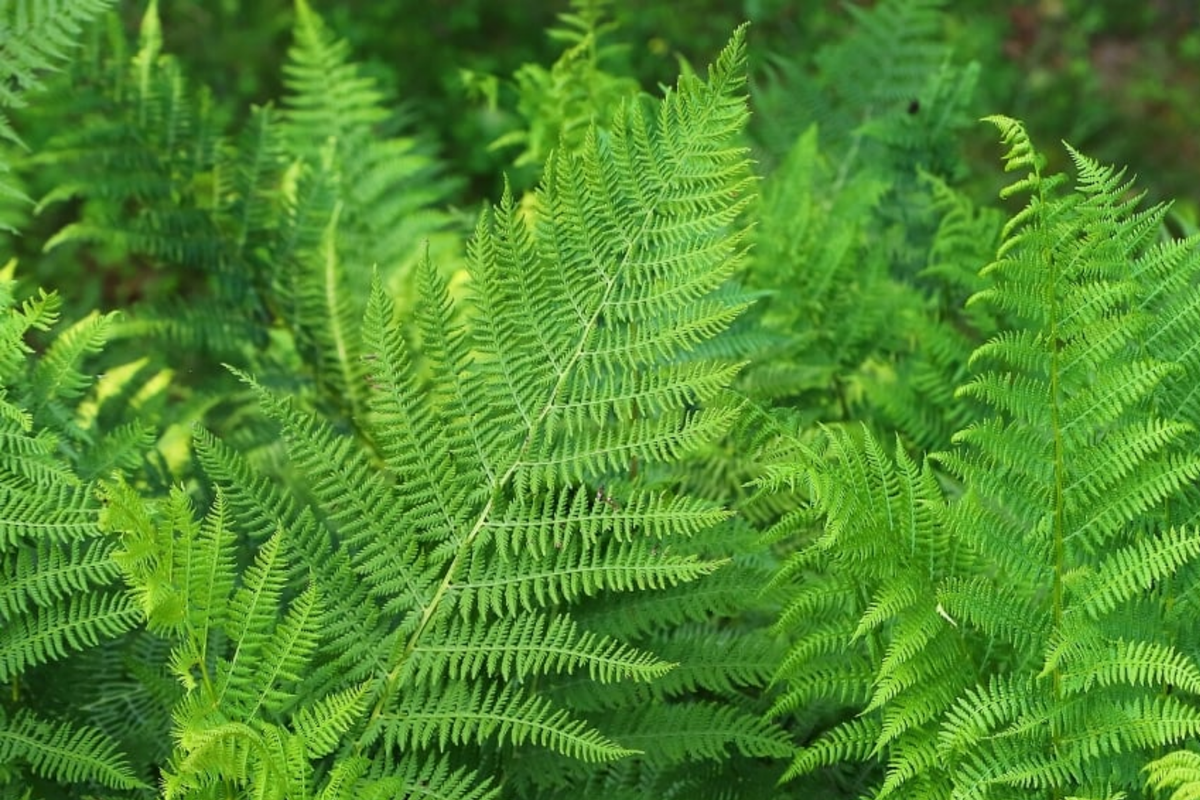 Lady Fern (Athyrium filix-femina) Bare Root Plants — 10 Starter Plants, Shade-Loving, Cold-Hardy