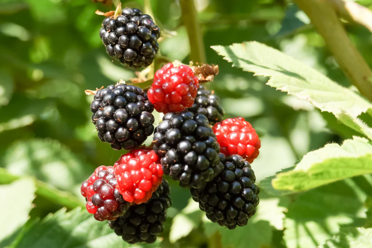 Apache Thornless Blackberry Plants (3 Bare Root) – Rubus fruticosus 'Apache' Starter Plants