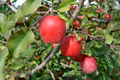 Gala Apple Tree (Malus domestica) Bare Root 2-3ft | Spring Planting, Zones 5-8