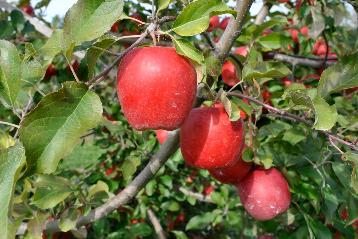 Gala Apple Tree (Malus domestica) Bare Root 2-3ft | Spring Planting, Zones 5-8
