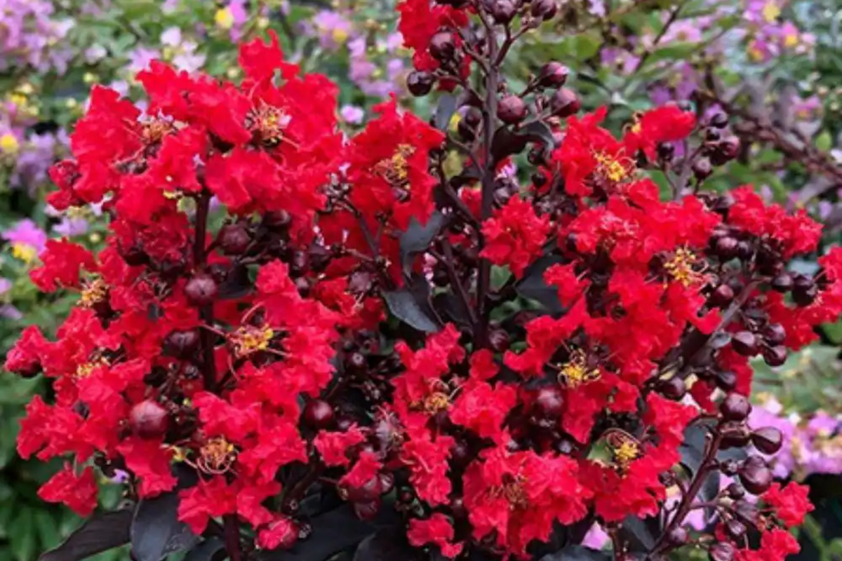 Red Rocket Crape Myrtle Trees (2ft) Bare Root - 2 Pack, Zones 7-9