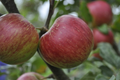 JonaGold Apple Tree (Bare Root) – 2-3ft, Cold Hardy Zones 4-8, Sweet-Tart Apples