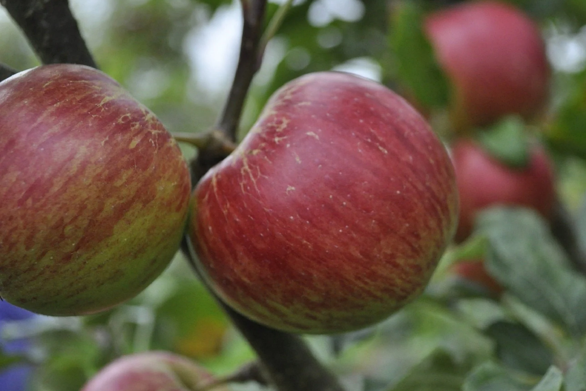 JonaGold Apple Tree (Bare Root) – 2-3ft, Cold Hardy Zones 4-8, Sweet-Tart Apples