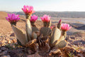 Opuntia basilaris Beavertail Cactus 1-Pad Live Cutting