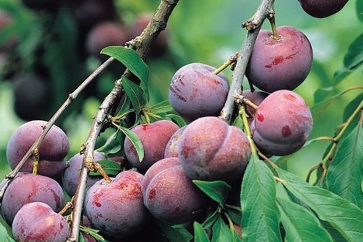 Santa Rosa Plum Tree Live Plant - Bare Root 2ft, Self-Fruitful, Zones 5-9
