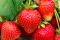 Jewel Strawberry Bare Root Plants – Fragaria × ananassa