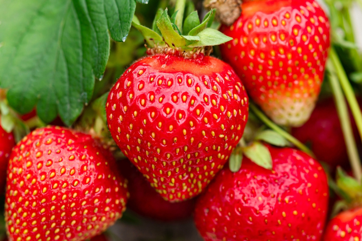 Jewel Strawberry Bare Root Plants – Fragaria × ananassa