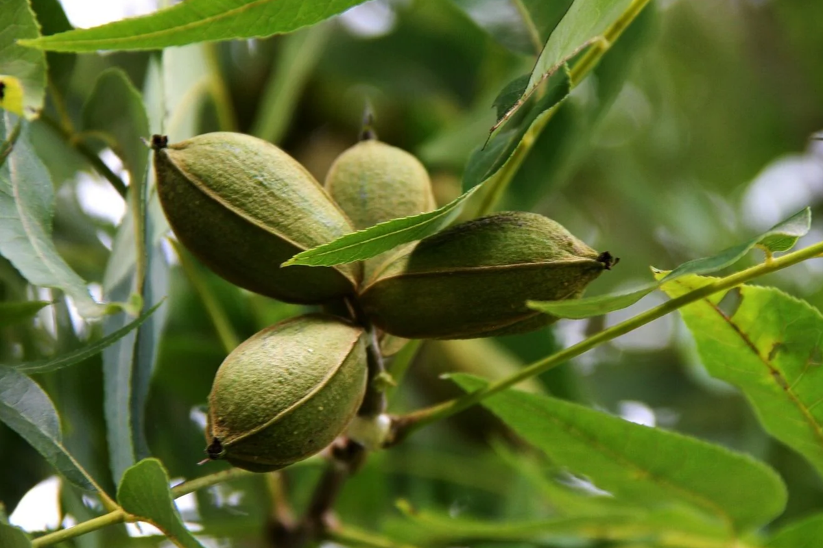 Pecan Trees (Carya illinoensis) Bareroot - 5 Trees, 6-12" Tall, Nut-Producing