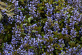 Ajuga Chocolate Chip Bugleweed - Bare Root Starter Plants (3) - Ground Cover