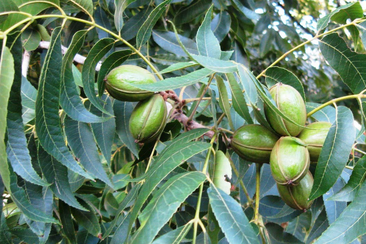 Hardy Pecan Tree Seedlings (Bare Root) - 2 Live Nut Trees for Planting