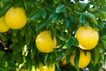 Trifoliate Orange Rootstock - 15 Bare Root Plants (Poncirus trifoliata) 3-6 inches