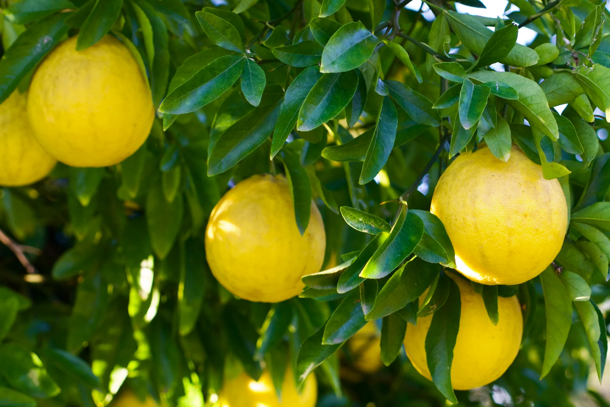 Trifoliate Orange Rootstock - 15 Bare Root Plants (Poncirus trifoliata) 3-6 inches