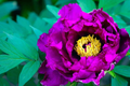 Dark Purple Peony Bare Root (2+ Eyes) – Large Double Blooms, Zones 3-8