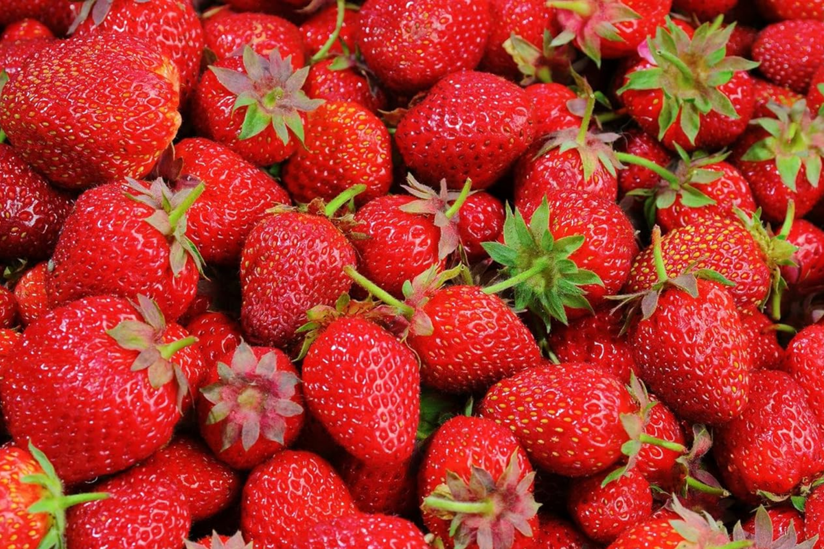 Ozark Beauty Everbearer Strawberry Plants - 25 Bareroot Starter Plants (Zones 3-8)
