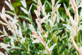 Dappled Willow Cutting Salix integra Hakuro Nishiki | Variegated Foliage, Twisting Branches