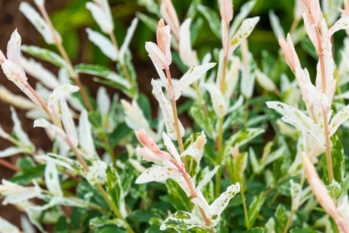 Dappled Willow Cutting Salix integra Hakuro Nishiki | Variegated Foliage, Twisting Branches