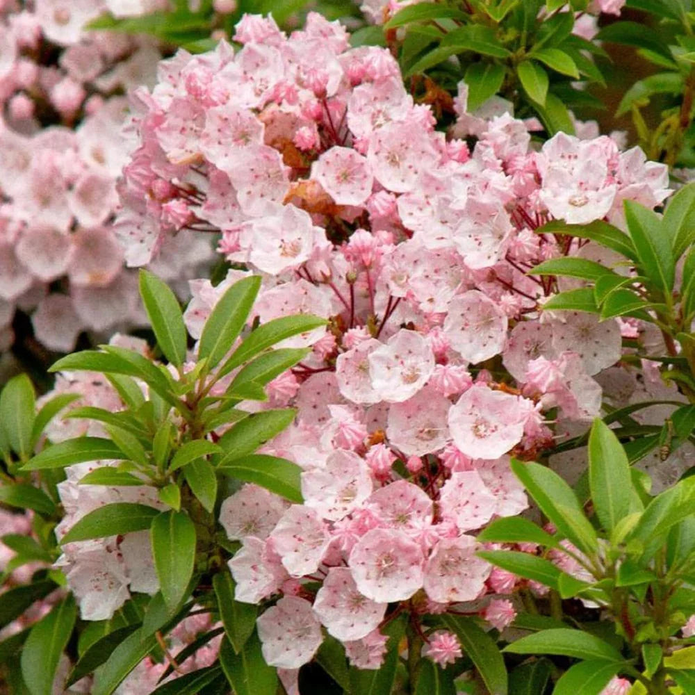 Pink Mountain Laurel Kalmia latifolia Live Bare Root Shrub - 1 ft tall