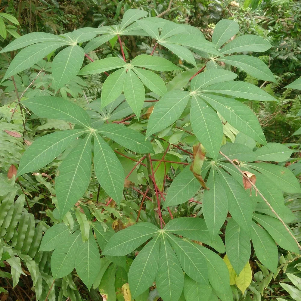 Cassava Cuttings (Manihot esculenta) – 4 Unrooted 6–8" Stems for Tropical Landscaping