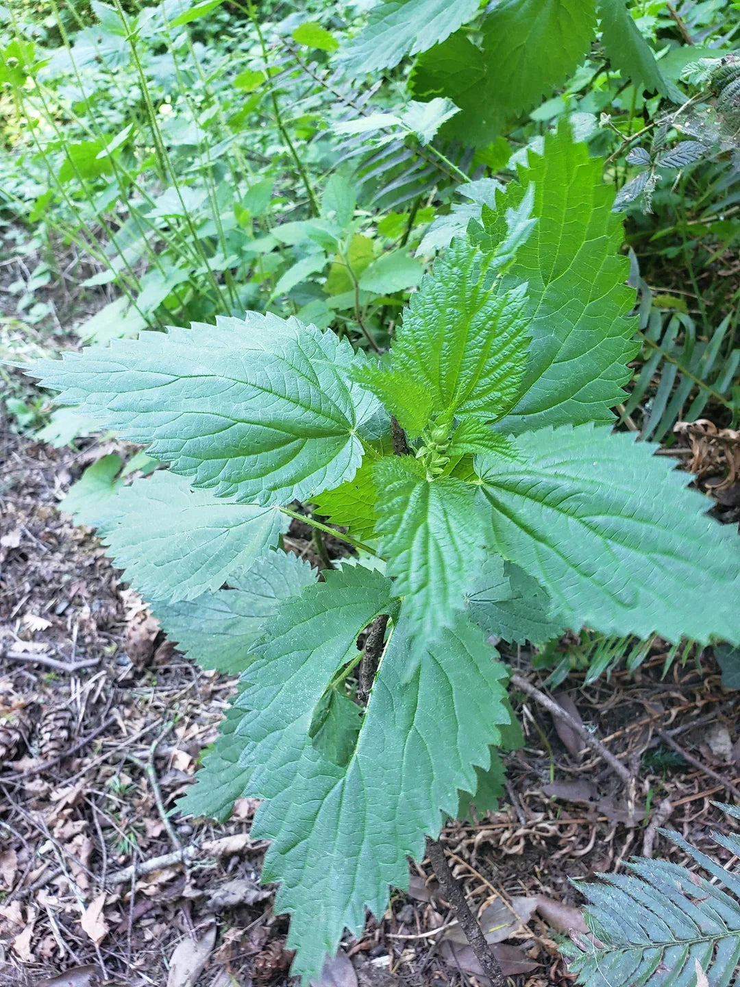 Laportea canadensis Stinging Wood Nettle Bare Root 5-Pack
