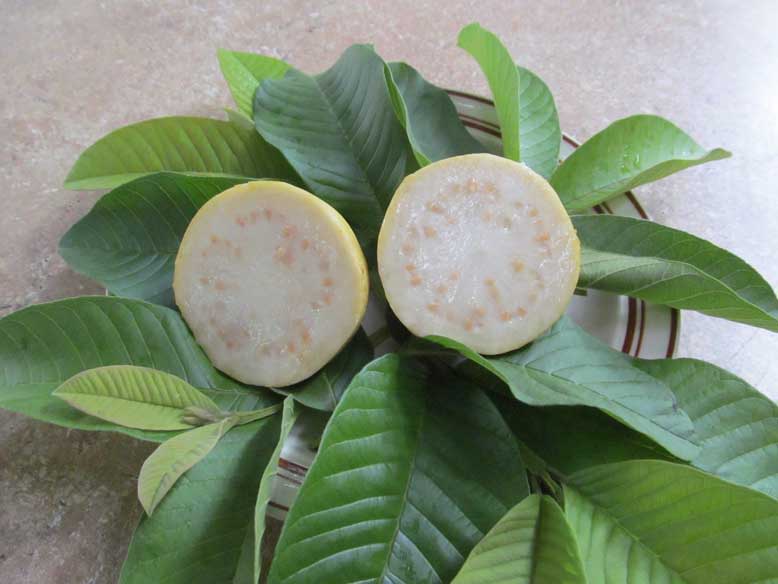 Peruvian White Guava Tree - Psidium guajava Bare Root Starter Plant, Self-Fertile