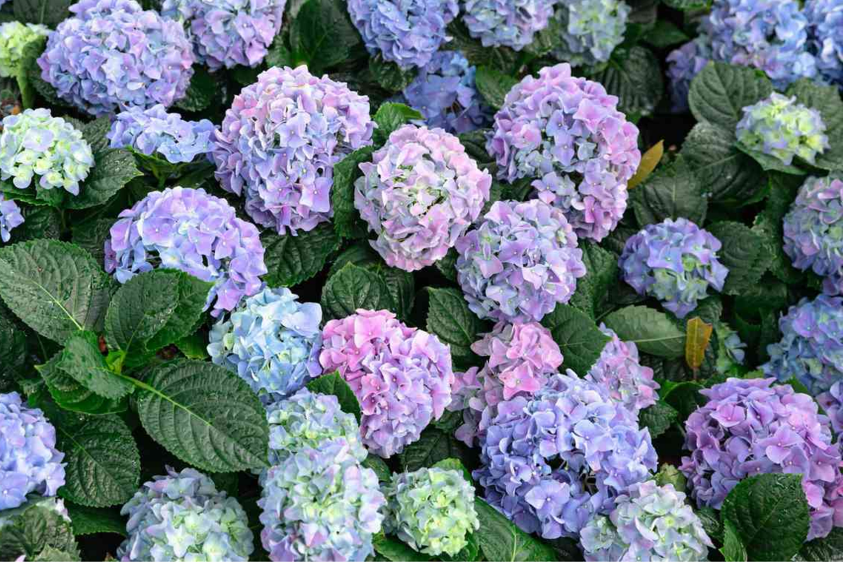 Deep Blue Hydrangea Cuttings - 10 Unrooted Starter Plants (Hydrangea macrophylla)