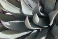 Agave lechuguilla 10 Leaf Cutting | Rare Desert Succulent Starter Plant