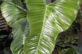 Philodendron lupinum Live Plant - Well-Rooted Climbing Aroid in 2.75-4" Pot