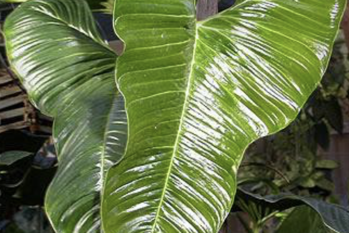 Philodendron lupinum Live Plant - Well-Rooted Climbing Aroid in 2.75-4" Pot