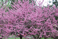 Eastern Redbud Tree - 2+ ft Starter Plant | Purple Blooms | Zone 4-8