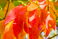 Sassafras Trees (2) - 1-2 ft Tall Live Bare Root - Aromatic Foliage - Ready to Plant