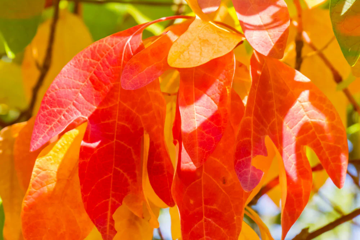 Sassafras Trees (2) - 1-2 ft Tall Live Bare Root - Aromatic Foliage - Ready to Plant