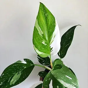 Philodendron White Princess Starter Plant – 5–8" Bareroot Variegated Aroid
