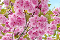Kwanzan Flowering Cherry Tree - 1-2 Ft Bare Root | Pink Blooms | Ready to Plant