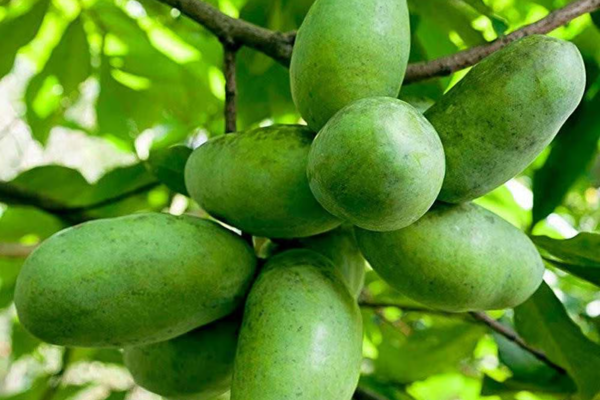 Pawpaw Tree - 1-2 ft Live Starter Plant | Asimina triloba | Full Sun