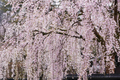 Weeping Cherry Tree - 2-3 ft Bare Root Starter Plant, Zone 5, Spring Blooms