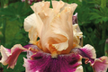 Skirting the Issue Iris Plant - Quart Pot | Apricot & Hot Pink Bearded Iris, 40" Tall, Zones 3-10
