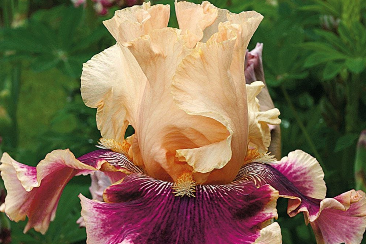 Skirting the Issue Iris Plant - Quart Pot | Apricot & Hot Pink Bearded Iris, 40" Tall, Zones 3-10