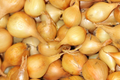Stuttgarter Yellow Onion Sets - 8 oz (40-60 Bulbs) NongMO, Easy to Grow & Store