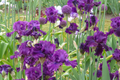 For Veronica Iris (Iris germanica ‘For Veronica’) – Quart Pot, Wine-Black Bearded Iris
