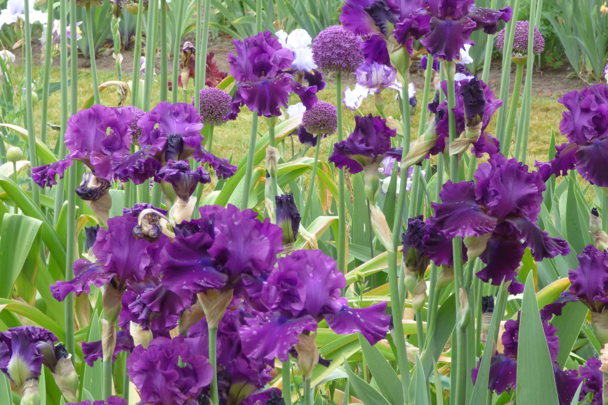 For Veronica Iris (Iris germanica ‘For Veronica’) – Quart Pot, Wine-Black Bearded Iris