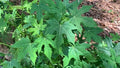Chaya Manya Unrooted Cuttings (Cnidoscolus aconitifolius) – Tree Spinach, Mexican Spinach