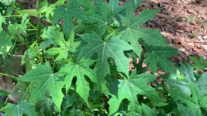 Chaya Manya Unrooted Cuttings (Cnidoscolus aconitifolius) – Tree Spinach, Mexican Spinach