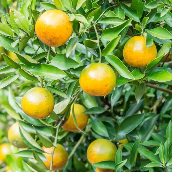 Calamansi Citrus Rooted Plant | Calamondin (Citrus × microcarpa) 2-3"