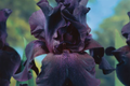 Superstition Iris Plant (Iris germanica ‘Superstition’) – Quart Pot, Deep Purple-Black Blooms