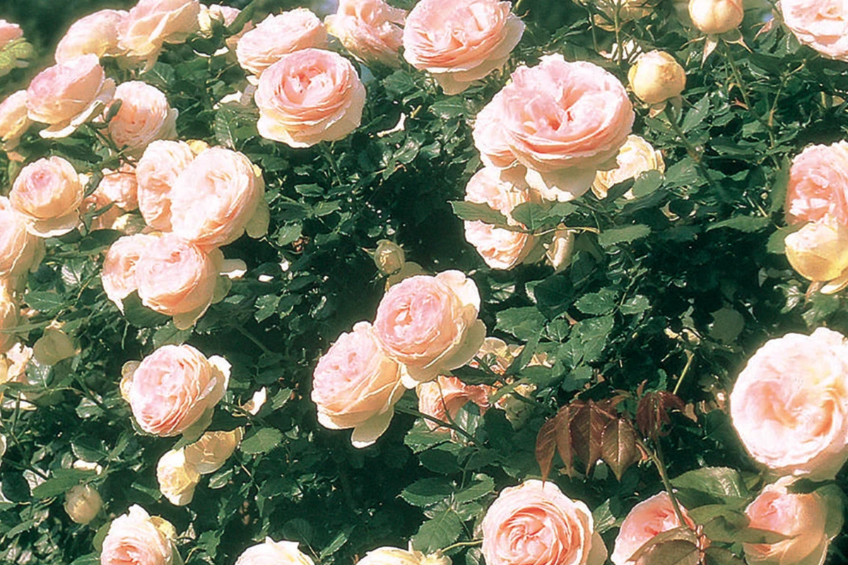 Eden Climbing Rose - 1.5 Gal | Own-Root, Fragrant Pink Climber, 12' Tall, Zones 5-9